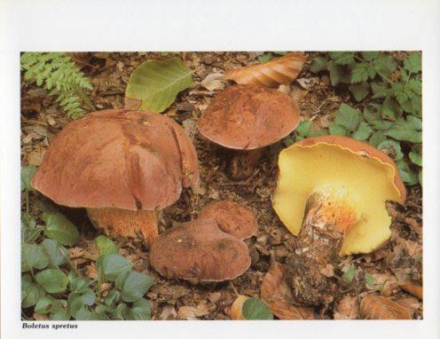 LAMINA V35583: Boletus spretus