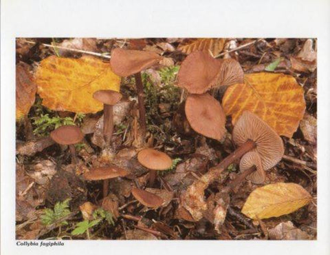 LAMINA V35584: Collybia fagiphila