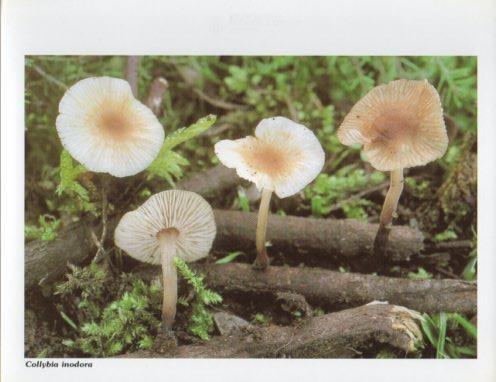 LAMINA V35585: Collybia inodora
