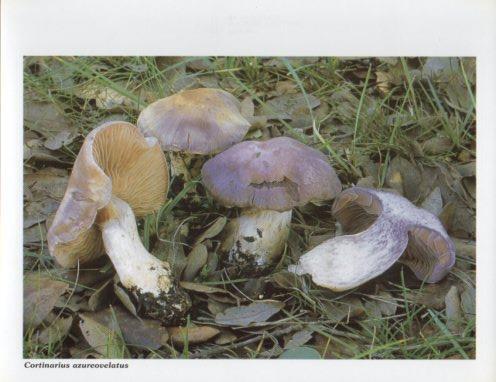 LAMINA V35586: Cortinarius azureovelatus