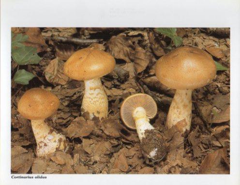 LAMINA V35589: Cortinarius olidus