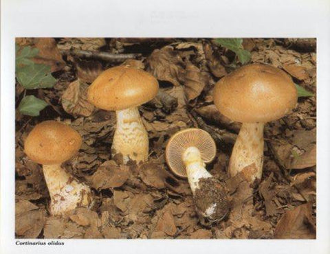 LAMINA V35589: Cortinarius olidus