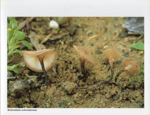 LAMINA V35622: Sclerotinia sclerotiorum