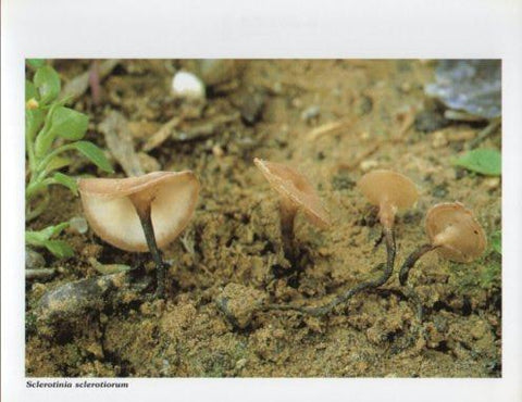 LAMINA V35622: Sclerotinia sclerotiorum