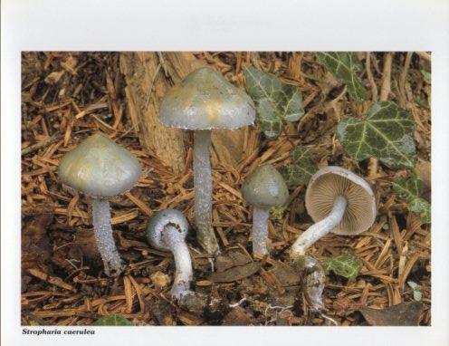 LAMINA V35623: Stropharia caerulea