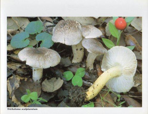 LAMINA V35624: Tricholoma scalpturatum