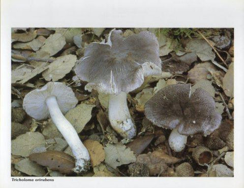 LAMINA V35625: Tricholoma orirubens