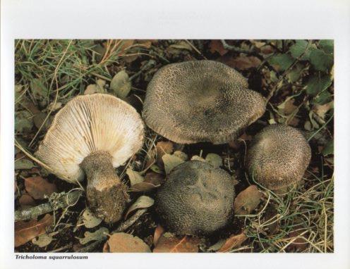 LAMINA V35626: Tricholoma squarrulosum