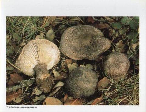 LAMINA V35626: Tricholoma squarrulosum