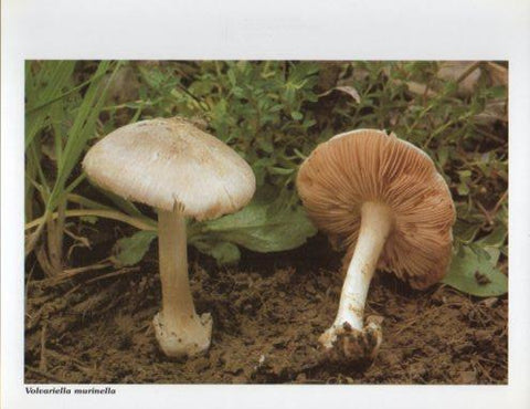 LAMINA V35627: Volvariella murinella