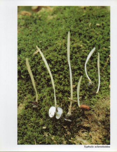 LAMINA V35628: Typhula sclerotioides