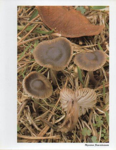 LAMINA V35629: Mycena flos-niveum