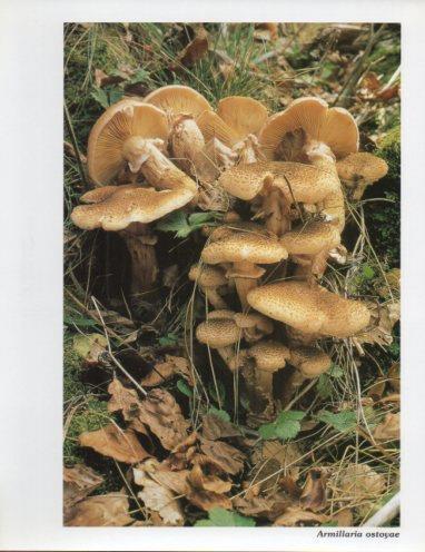 LAMINA V35630: Armillaria estoyae