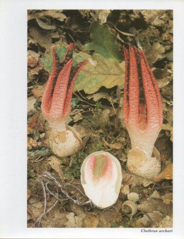 LAMINA V35631: Clathrus archeri