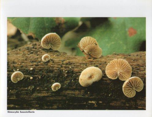 LAMINA V35620: Simocybe haustellaris