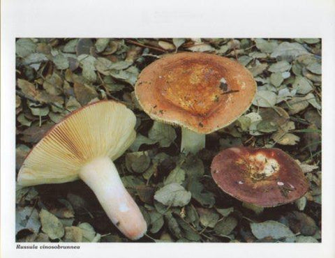 LAMINA V35619: Russula vinosobrunnea