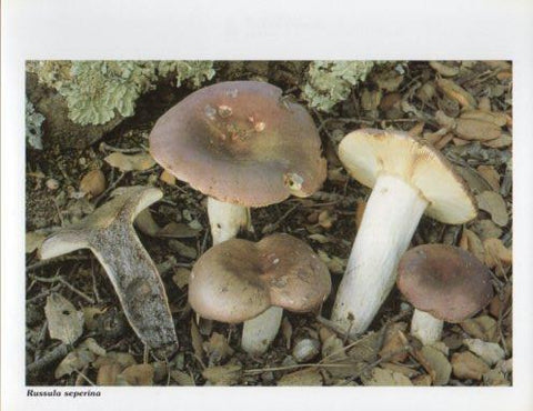 LAMINA V35618: Russula seperina