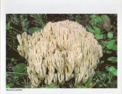 LAMINA V35617: Ramaria pallida