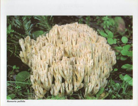 LAMINA V35617: Ramaria pallida