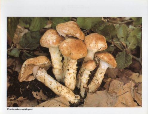 LAMINA V35590: Cortinarius ophiopus