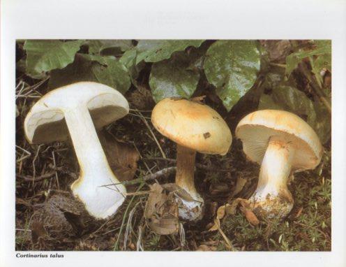 LAMINA V35591: Cortinarius talus