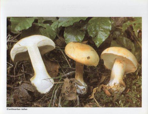 LAMINA V35591: Cortinarius talus