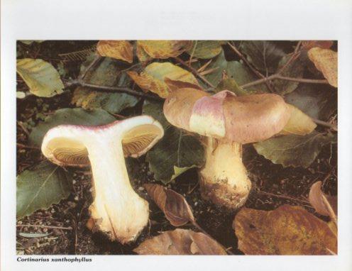 LAMINA V35592: Cortinarius xanthophyllus