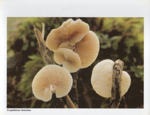 LAMINA V35593: Crepidotus luteolus