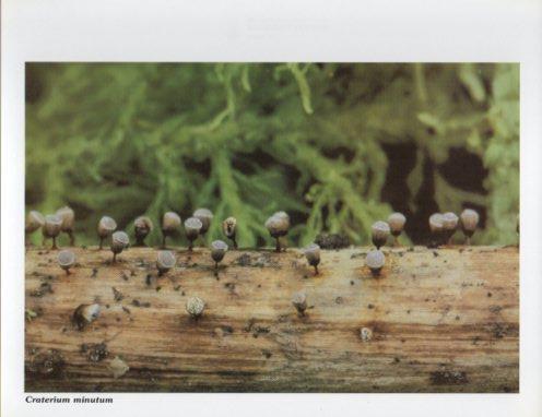 LAMINA V35594: Craterium minutum