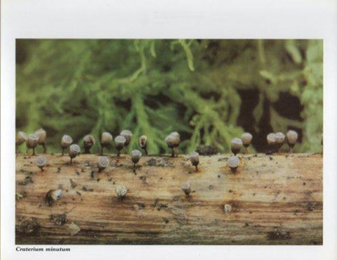 LAMINA V35594: Craterium minutum