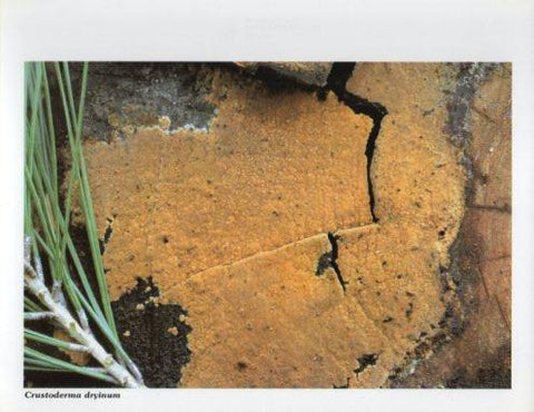 LAMINA V35595: Crustoderma dryinum