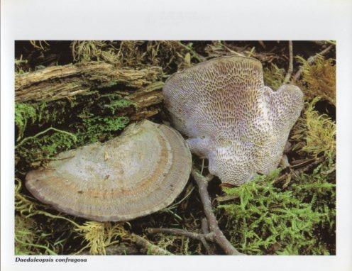 LAMINA V35596: Daedaleopsis confragosa