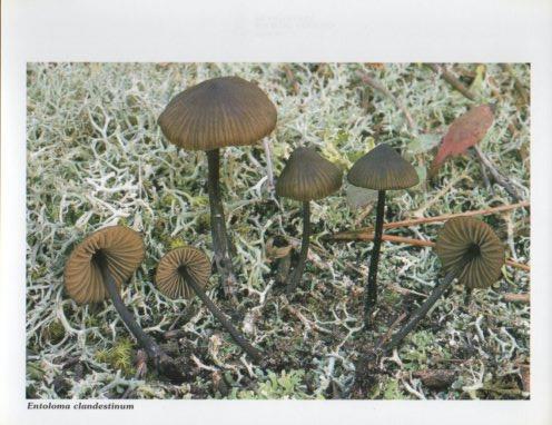 LAMINA V35597: Entoloma clandestinum