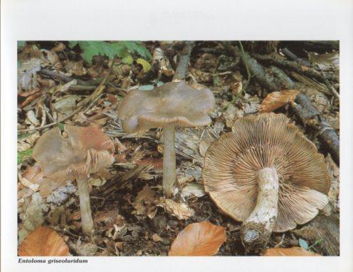 LAMINA V35598: Entoloma griseoluridum