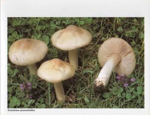 LAMINA V35599: Entoloma prunuloides