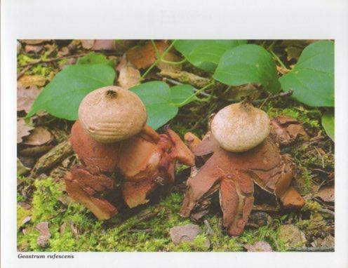 LAMINA V35600: Geastrum rufescens
