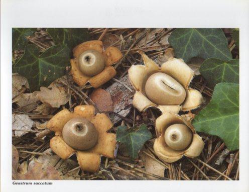 LAMINA V35601: Geastrum saccatum