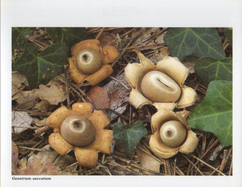 LAMINA V35601: Geastrum saccatum