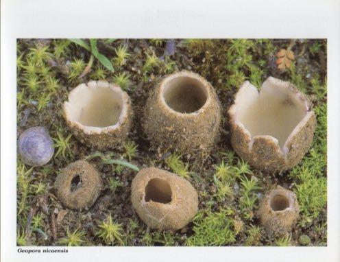 LAMINA V35602: Geopora nicaensis