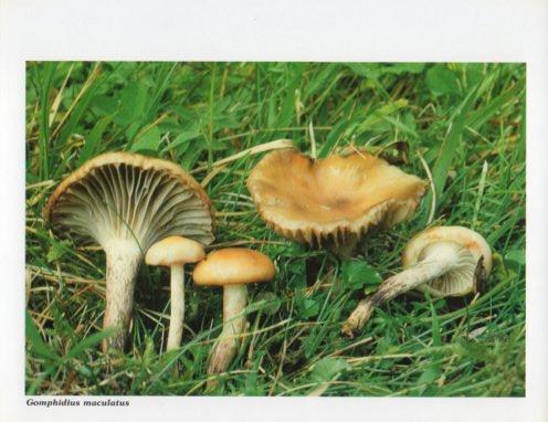 LAMINA V35603: Gomphidius maculatus