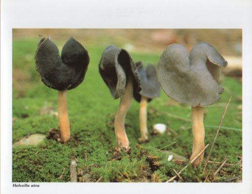 LAMINA V35604: Helvella atra
