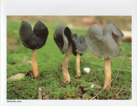 LAMINA V35604: Helvella atra