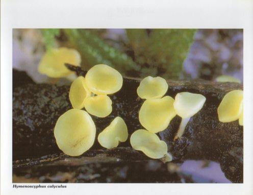 LAMINA V35605: Hymenoscyphus calyculus