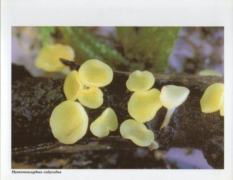 LAMINA V35605: Hymenoscyphus calyculus