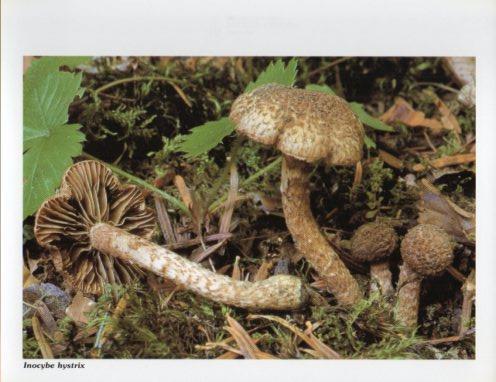 LAMINA V35606: Inocybe hystrix