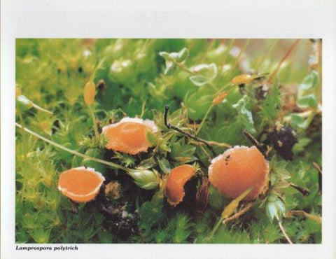 LAMINA V35607: Lamprospora polytrich