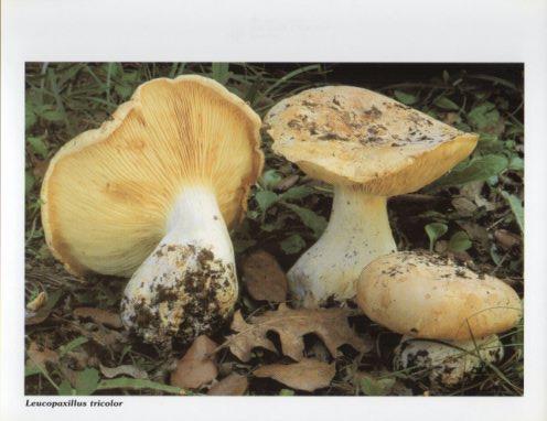 LAMINA V35608: Leucopaxillus tricolor