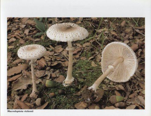 LAMINA V35609: Macrolepiota rickenii
