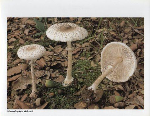 LAMINA V35609: Macrolepiota rickenii