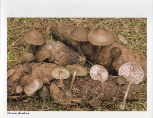 LAMINA V35610: Mycena plumipes